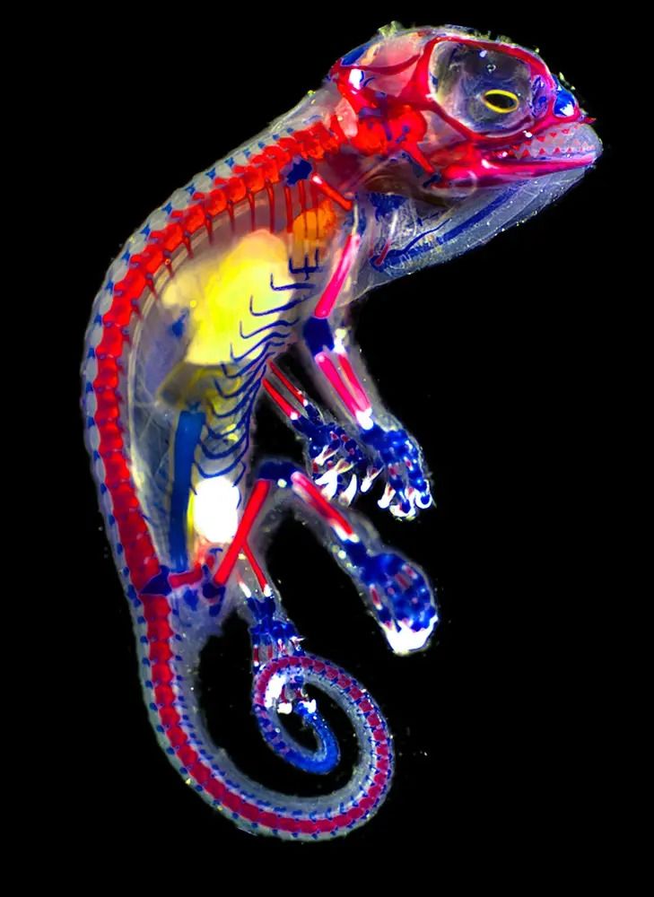 Gem Chameleon