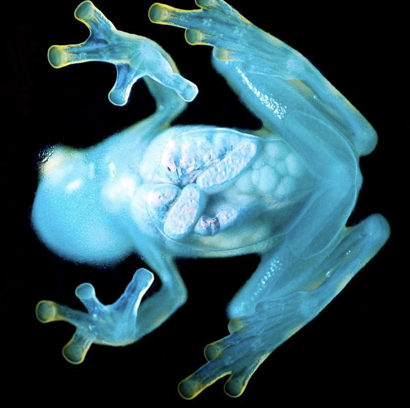 Glass Frog
