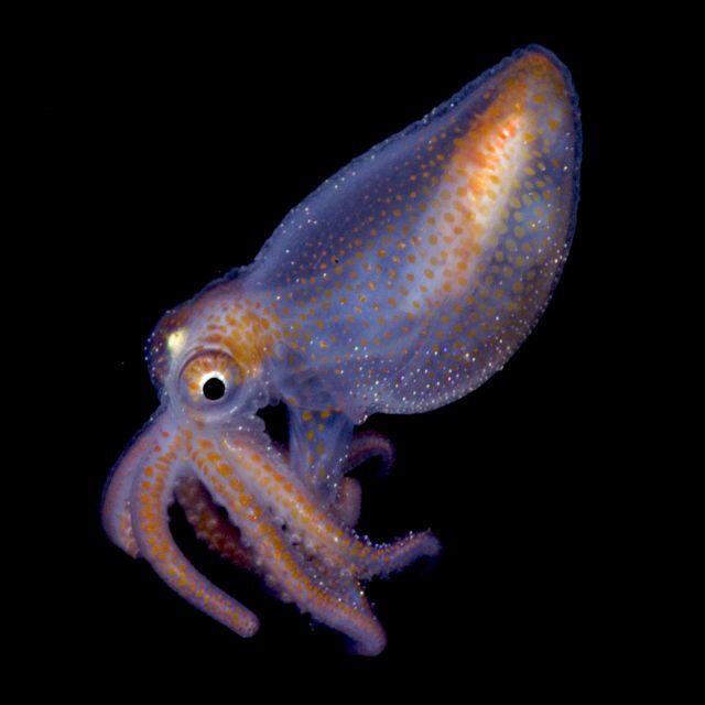 Bobtail Squid