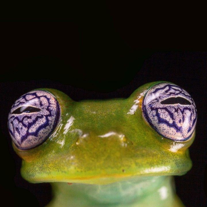 Hypno Frog