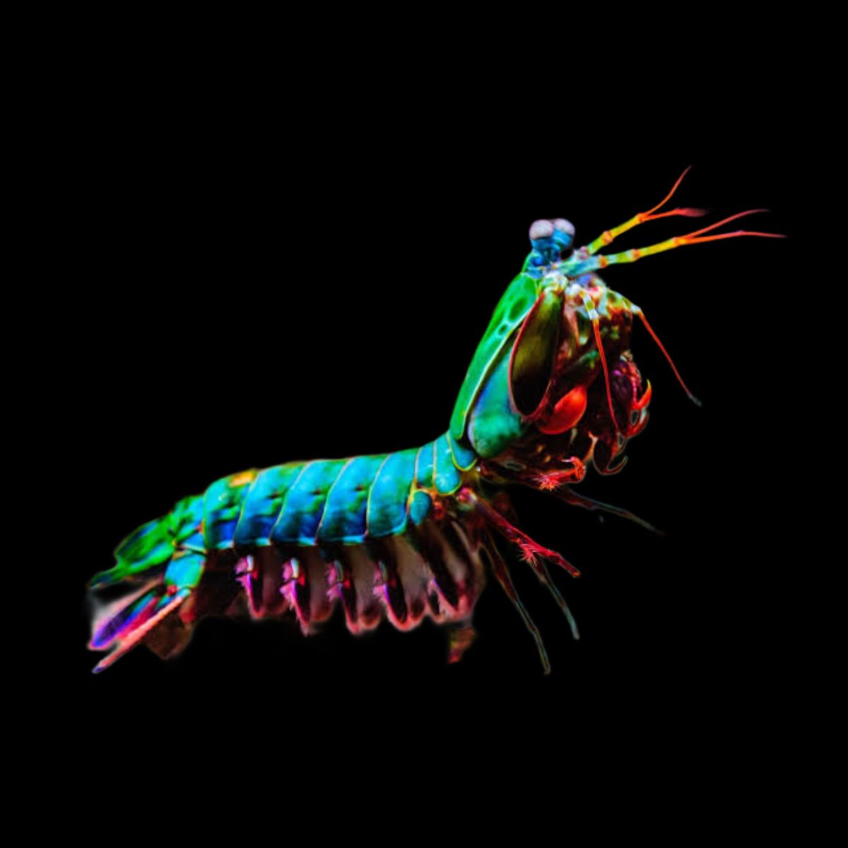 Mantis Shrimp