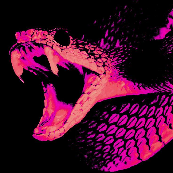 Shadow Viper