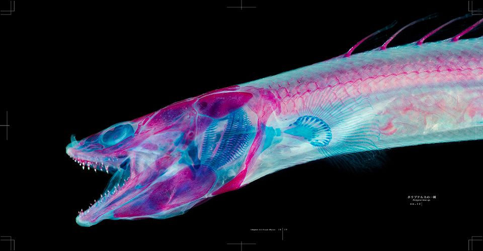 Prism Eel