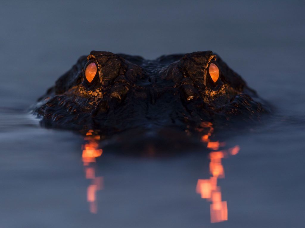 Lantern Alligator
