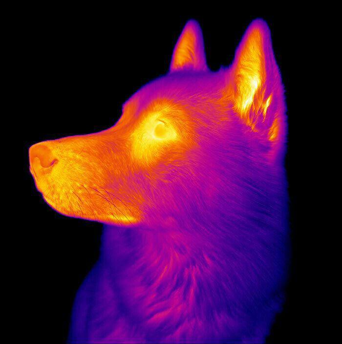 Infrared Wolf