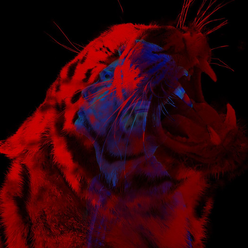 Crimson Tiger