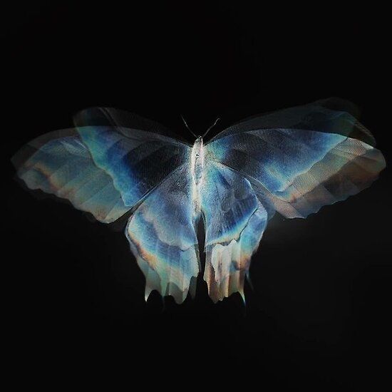 Ghost Moth