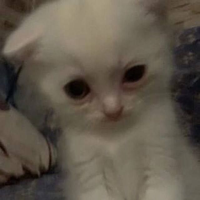 Sleepywhiskers