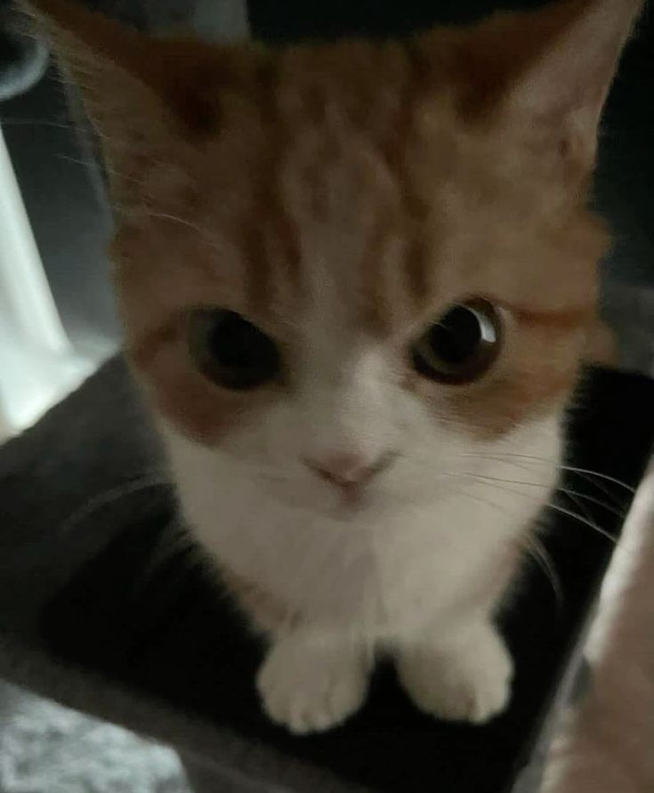 Grumblepaws