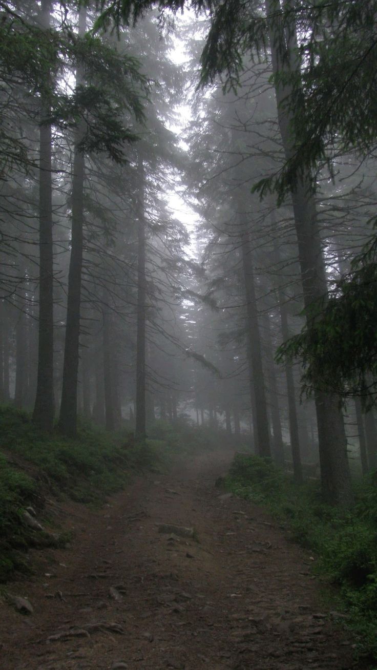 Cursed Forest