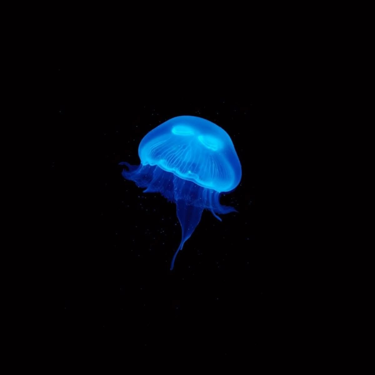 Moon Jellyfish