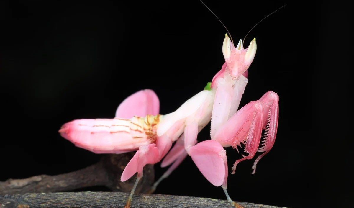Orchid Mantis