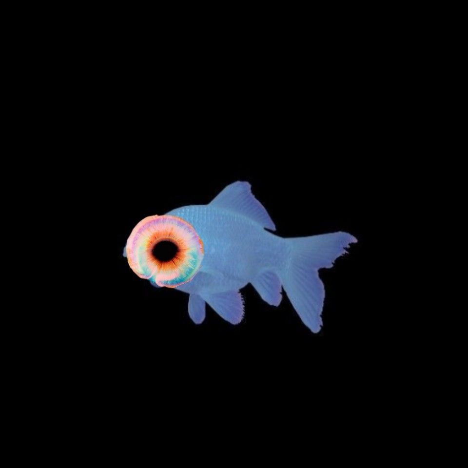 Pupil Fish